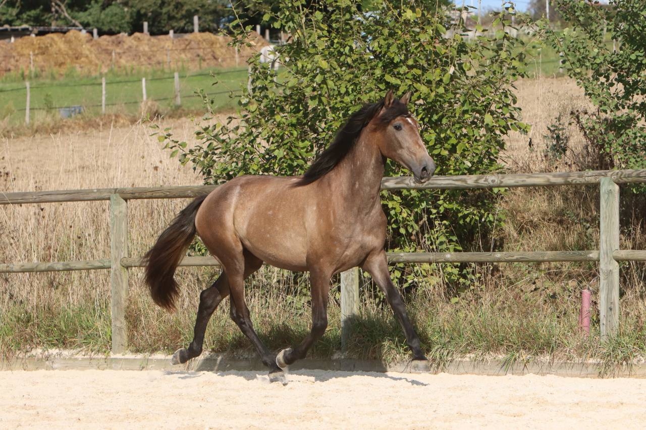Mare PRE Pure Spanish Bred For sale 2022 Grey