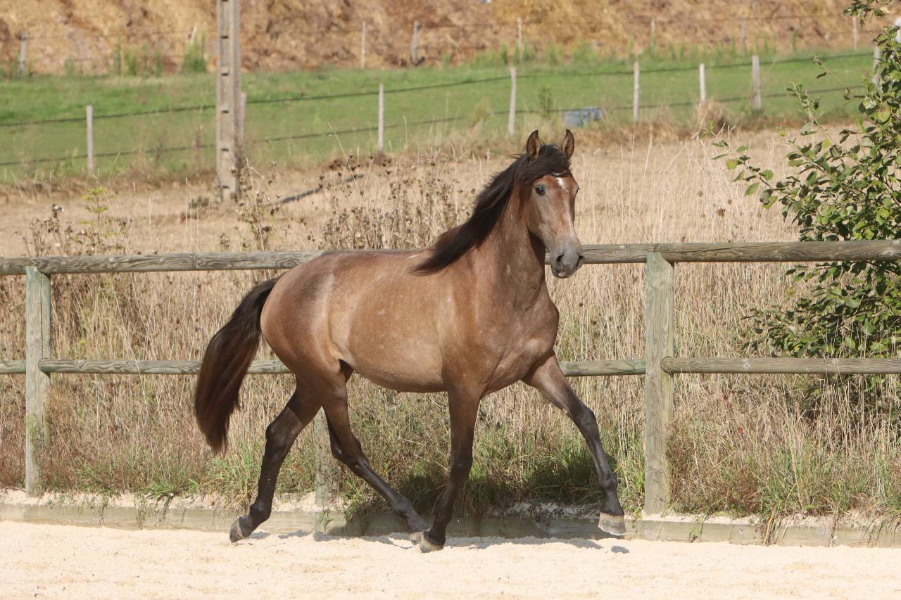 Mare PRE Pure Spanish Bred For sale 2022 Grey