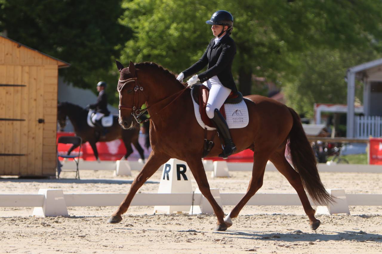 Mare PRE Pure Spanish Bred For sale 2022 Grey