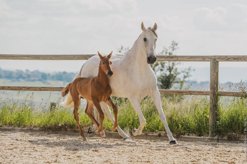 Mare PRE Pure Spanish Bred For sale 2022 Grey