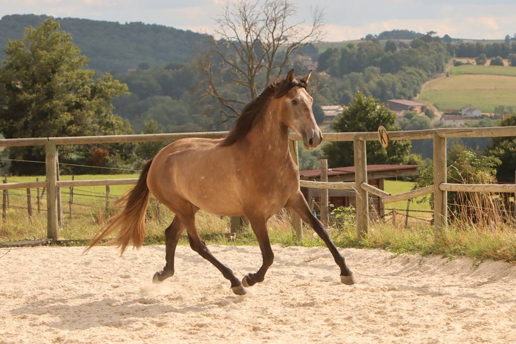 Mare PRE Pure Spanish Bred For sale 2022 Grey
