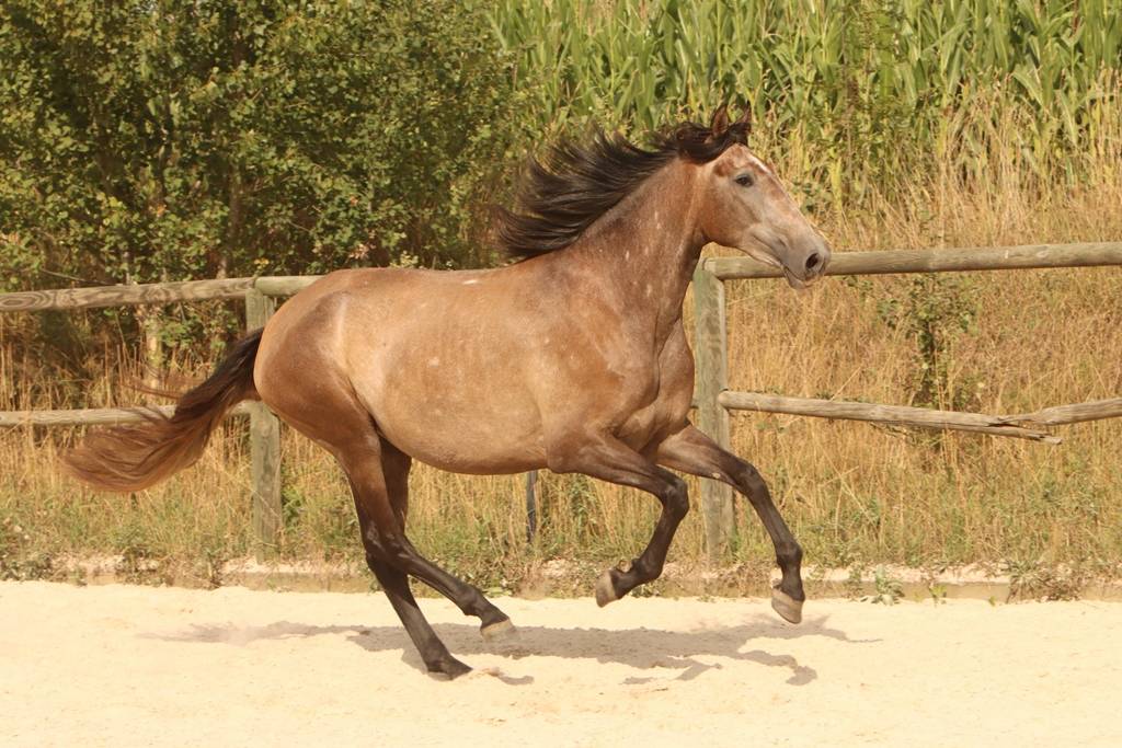 Mare PRE Pure Spanish Bred For sale 2022 Grey