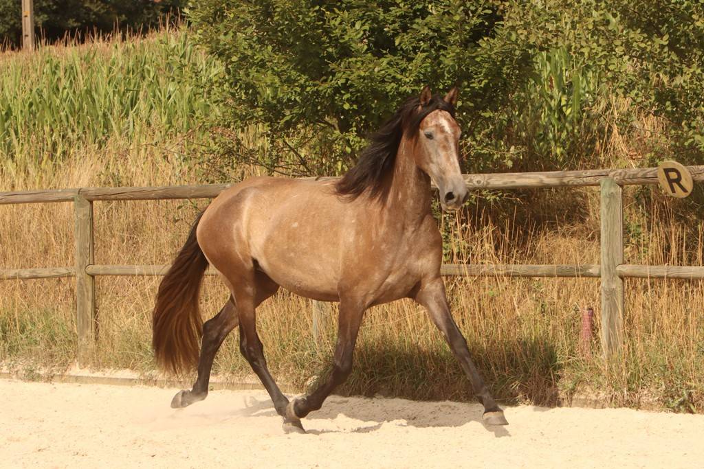 Mare PRE Pure Spanish Bred For sale 2022 Grey