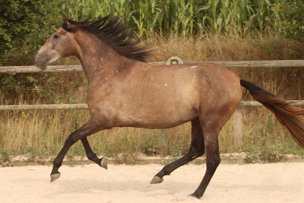 Mare PRE Pure Spanish Bred For sale 2022 Grey