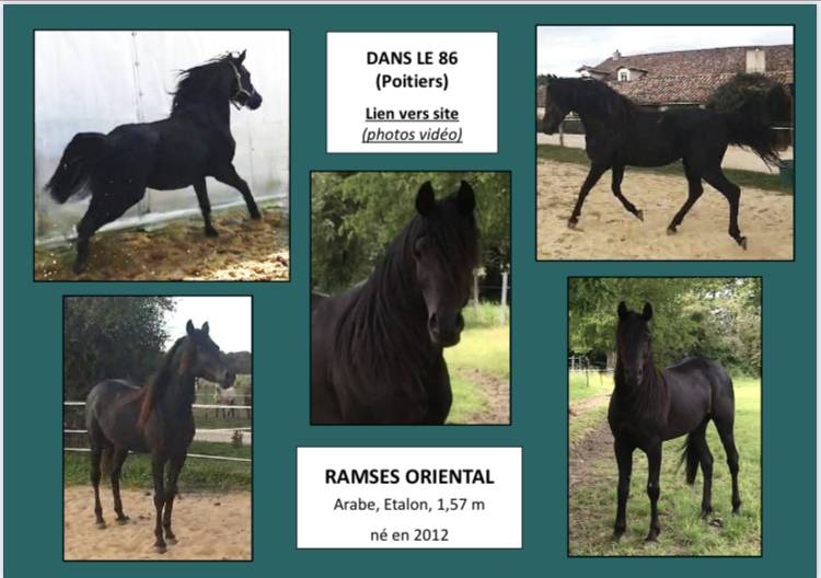 Anne Velluet-Haras du Gremillon | Horse breeders > Breeders, Sport horses