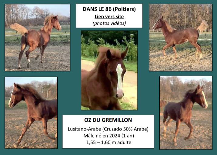 Anne Velluet-Haras du Gremillon | Horse breeders > Breeders, Sport horses