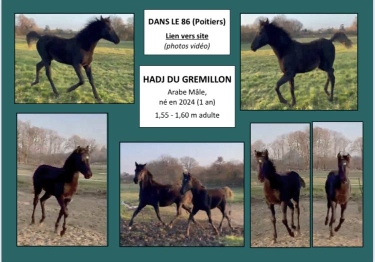 Anne Velluet-Haras du Gremillon | Horse breeders > Breeders, Sport horses