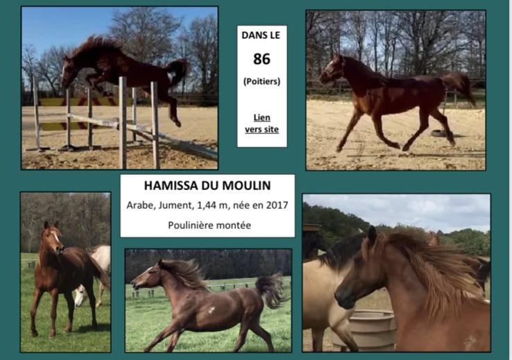Anne Velluet-Haras du Gremillon | Horse breeders > Breeders, Sport horses