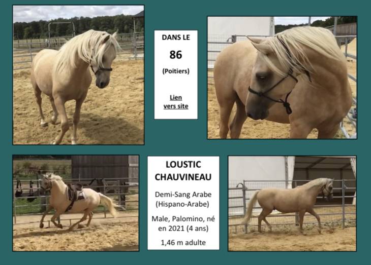 Anne Velluet-Haras du Gremillon | Horse breeders > Breeders, Sport horses