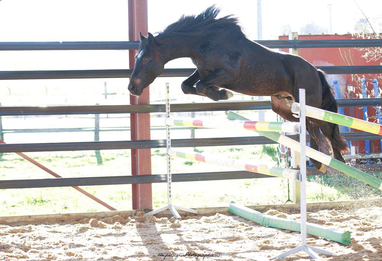 Made for jump sympatico - French Saddle Pony 2022 by WELCOME SYMPATICO