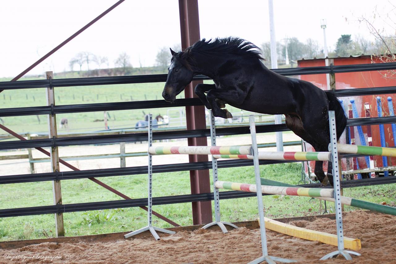 Made for jump sympatico - French Saddle Pony 2022 by WELCOME SYMPATICO