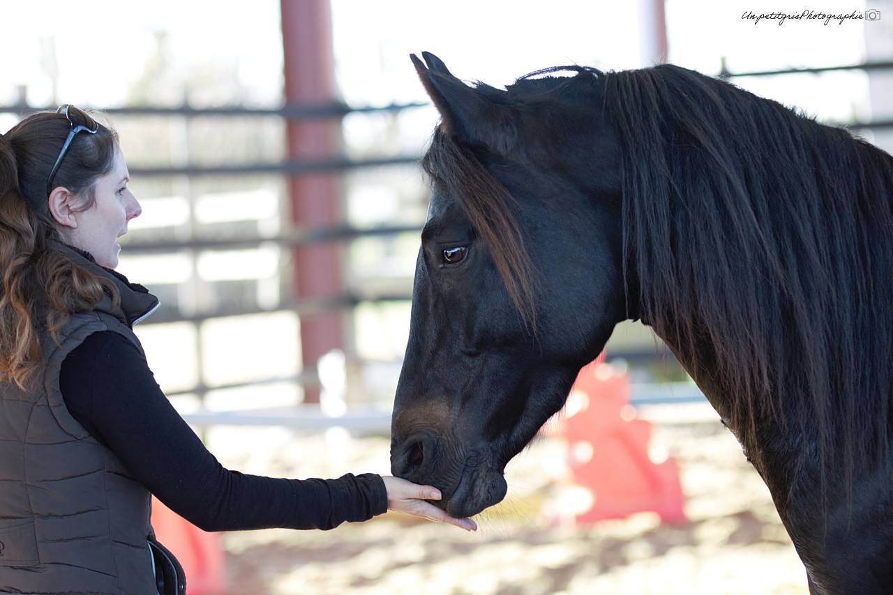 Made for jump sympatico - French Saddle Pony 2022 by WELCOME SYMPATICO