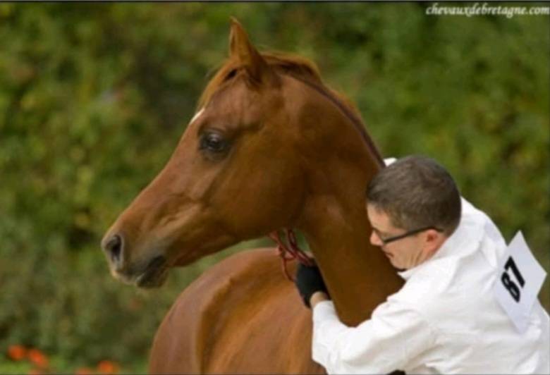 ROUE MILIN AVEL - Arabian Thoroughbred 2005