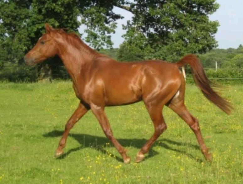 ROUE MILIN AVEL - Arabian Thoroughbred 2005