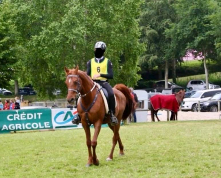 ROUE MILIN AVEL - Arabian Thoroughbred 2005