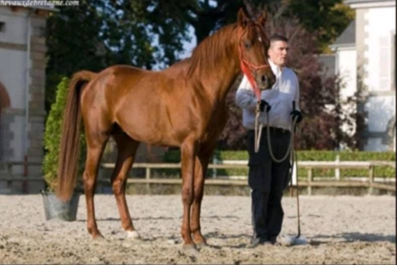 ROUE MILIN AVEL - Arabian Thoroughbred 2005