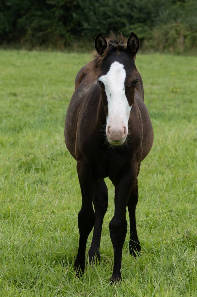 Filly Paint For sale 2024 Black