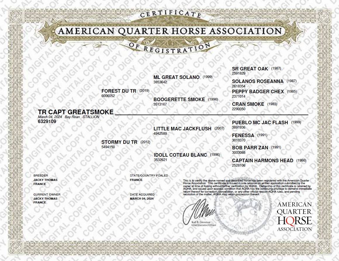 Colt Quarter For sale 2024 Roan