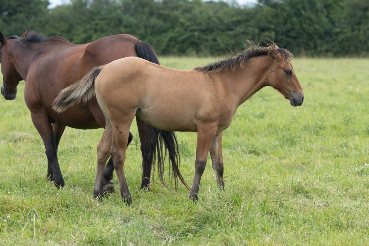 Filly Quarter For sale 2024 Dun