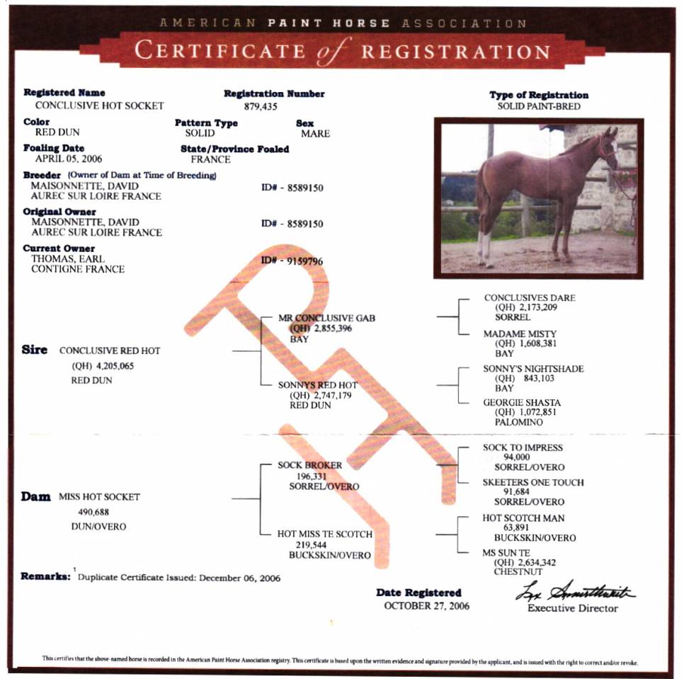 Broodmare Paint For sale 2006 Dun