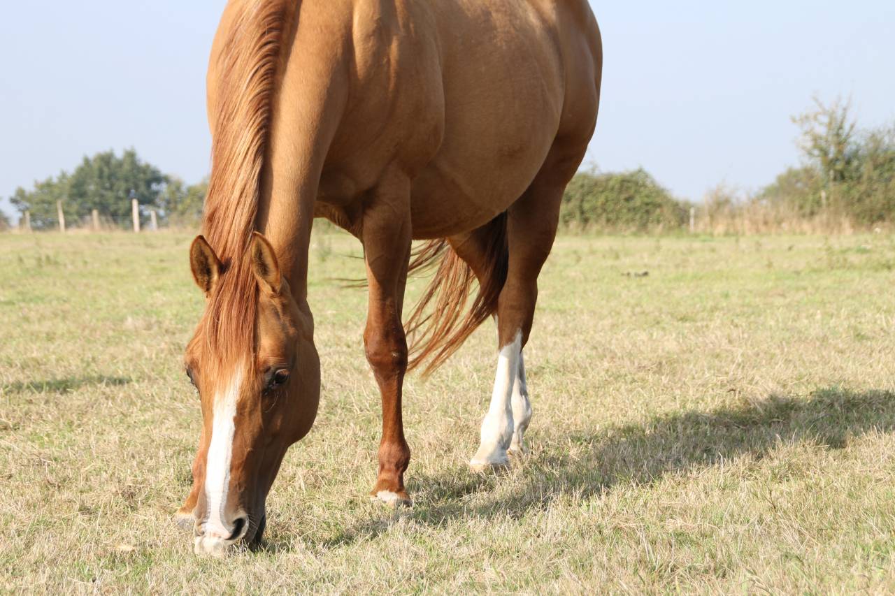 Broodmare Paint For sale 2006 Dun