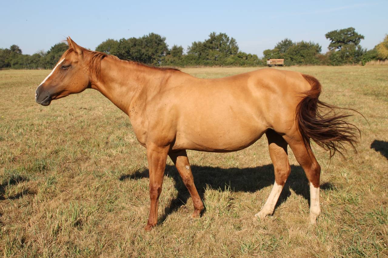 Broodmare Paint For sale 2006 Dun