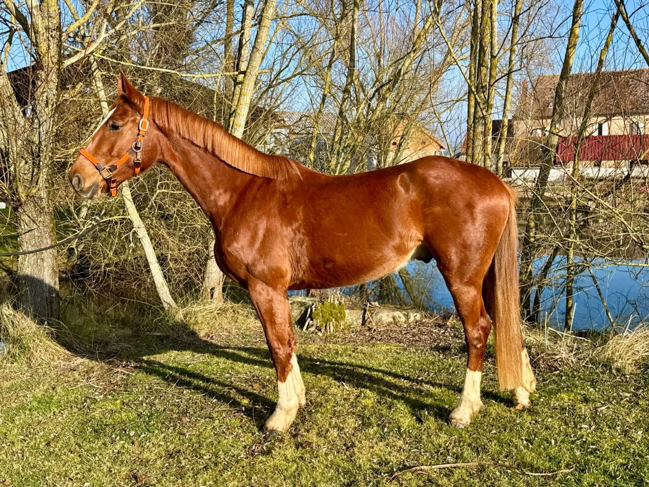 Gelding Selle Français For sale 2021 Chesnut