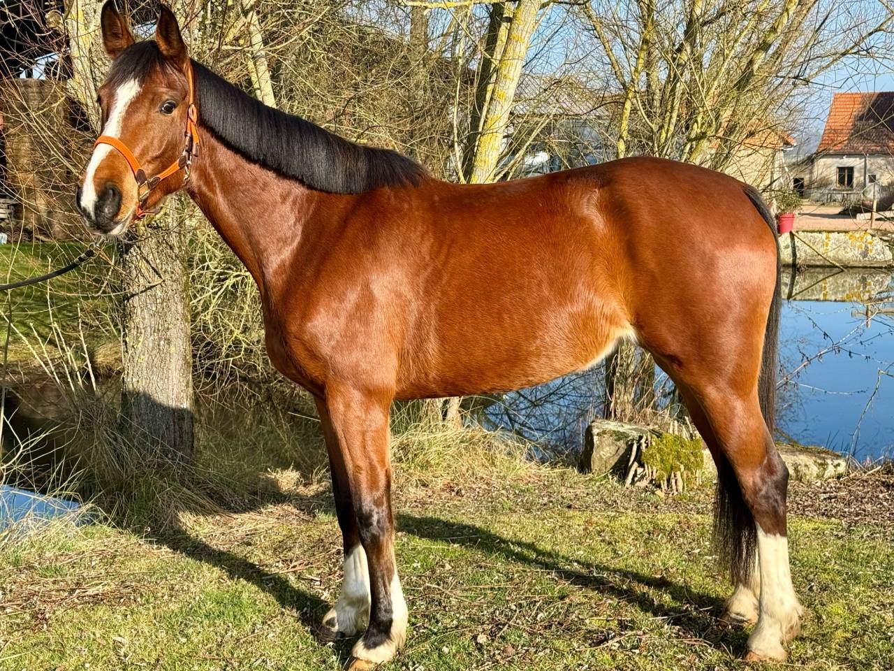 Mare Selle Français For sale 2020 Bay