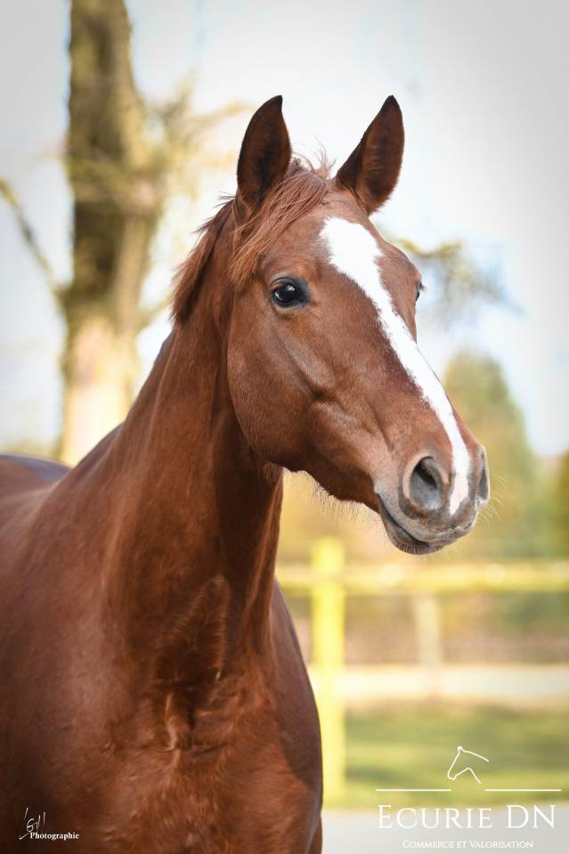 Mare Hanoverian For sale 2020 Chesnut