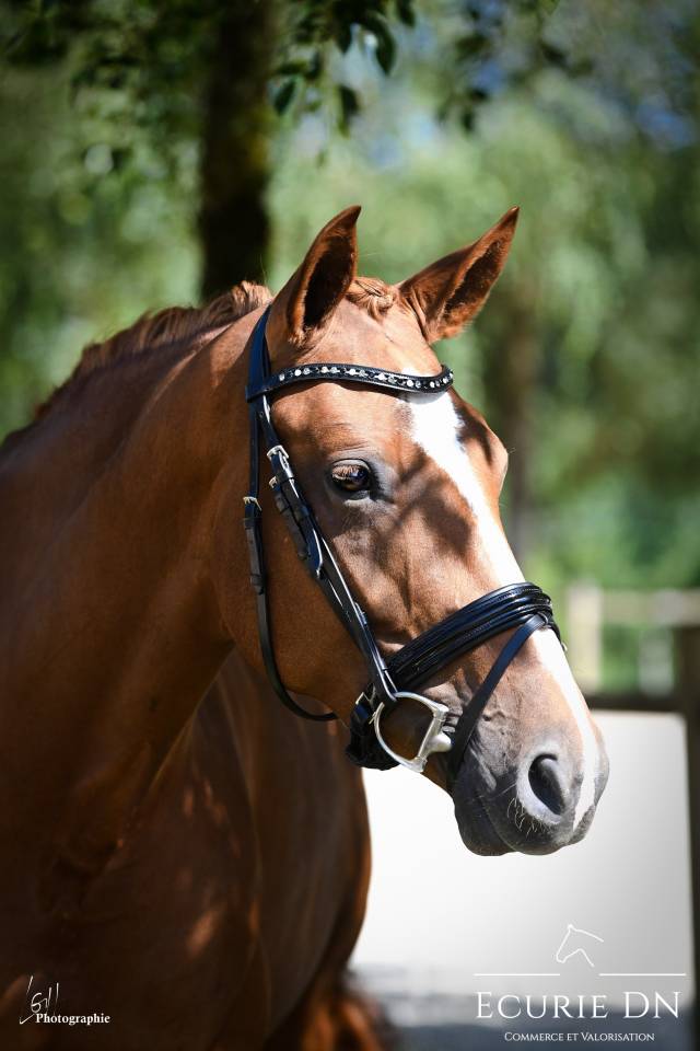 Mare Hanoverian For sale 2020 Chesnut