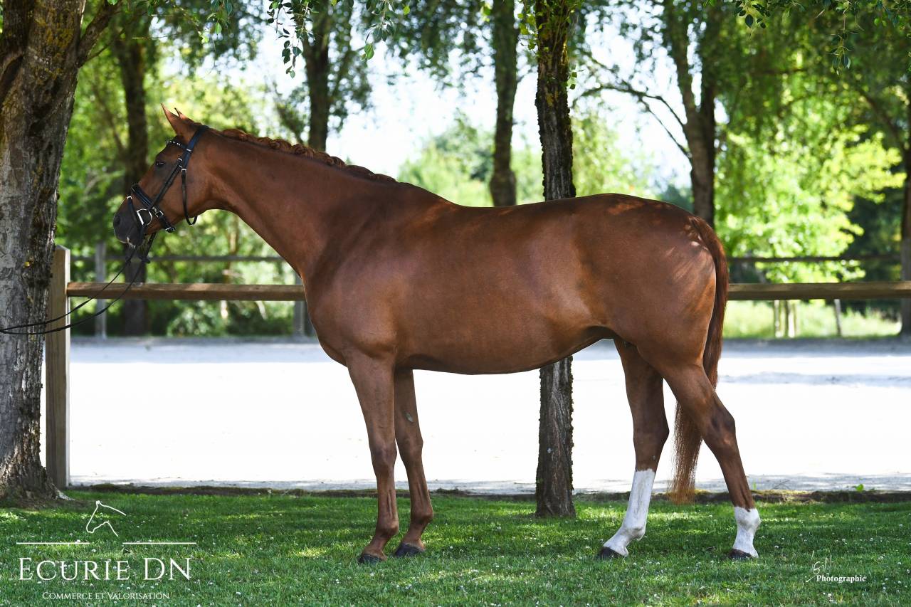 Mare Hanoverian For sale 2020 Chesnut