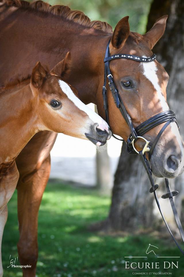 Mare Hanoverian For sale 2020 Chesnut