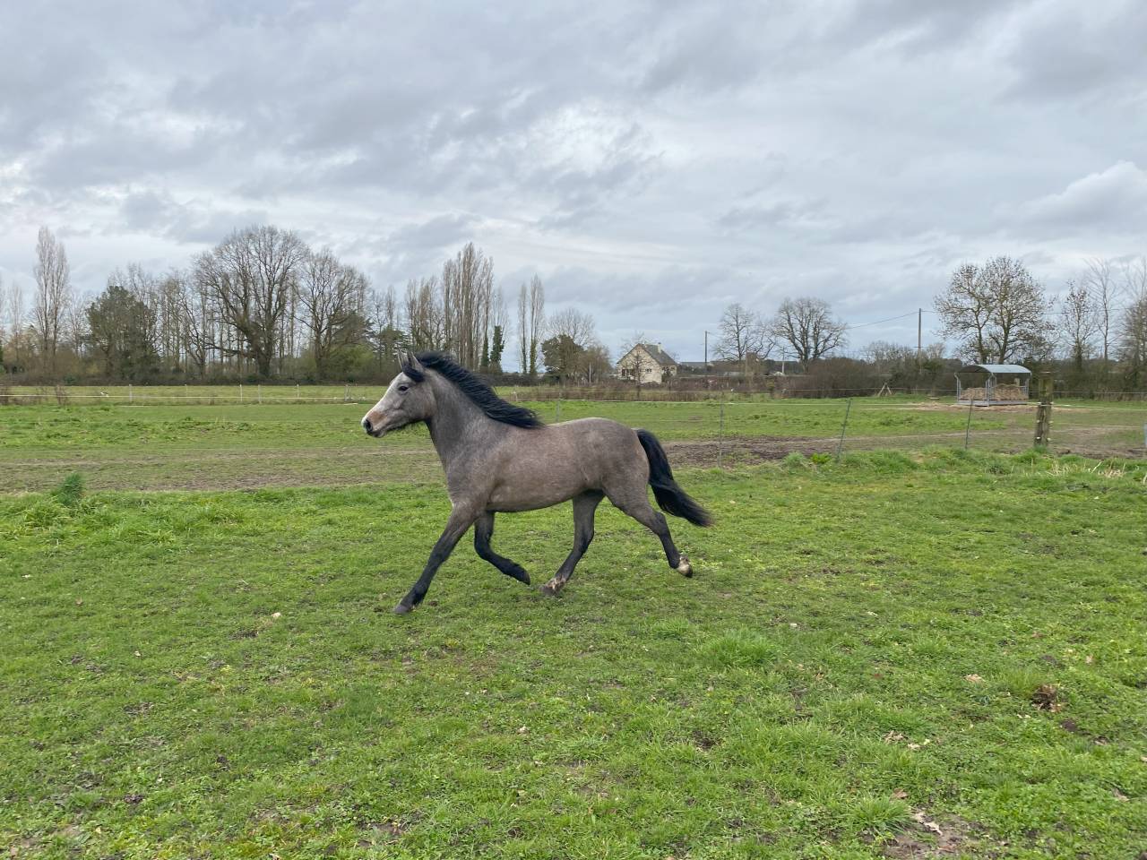 Filly New Forest For sale 2023 Bay