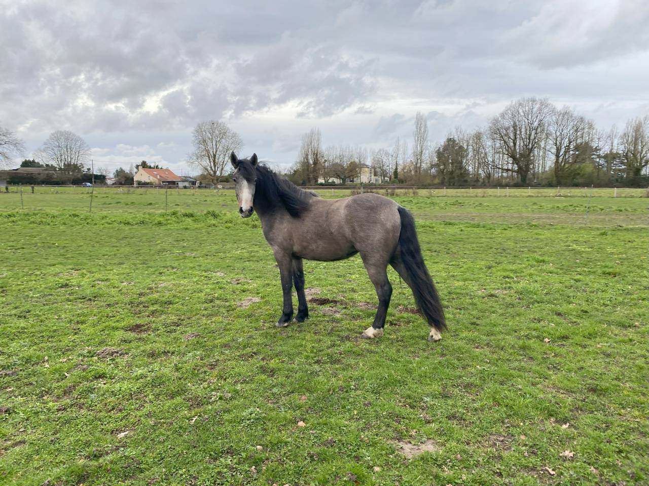 Filly New Forest For sale 2023 Bay