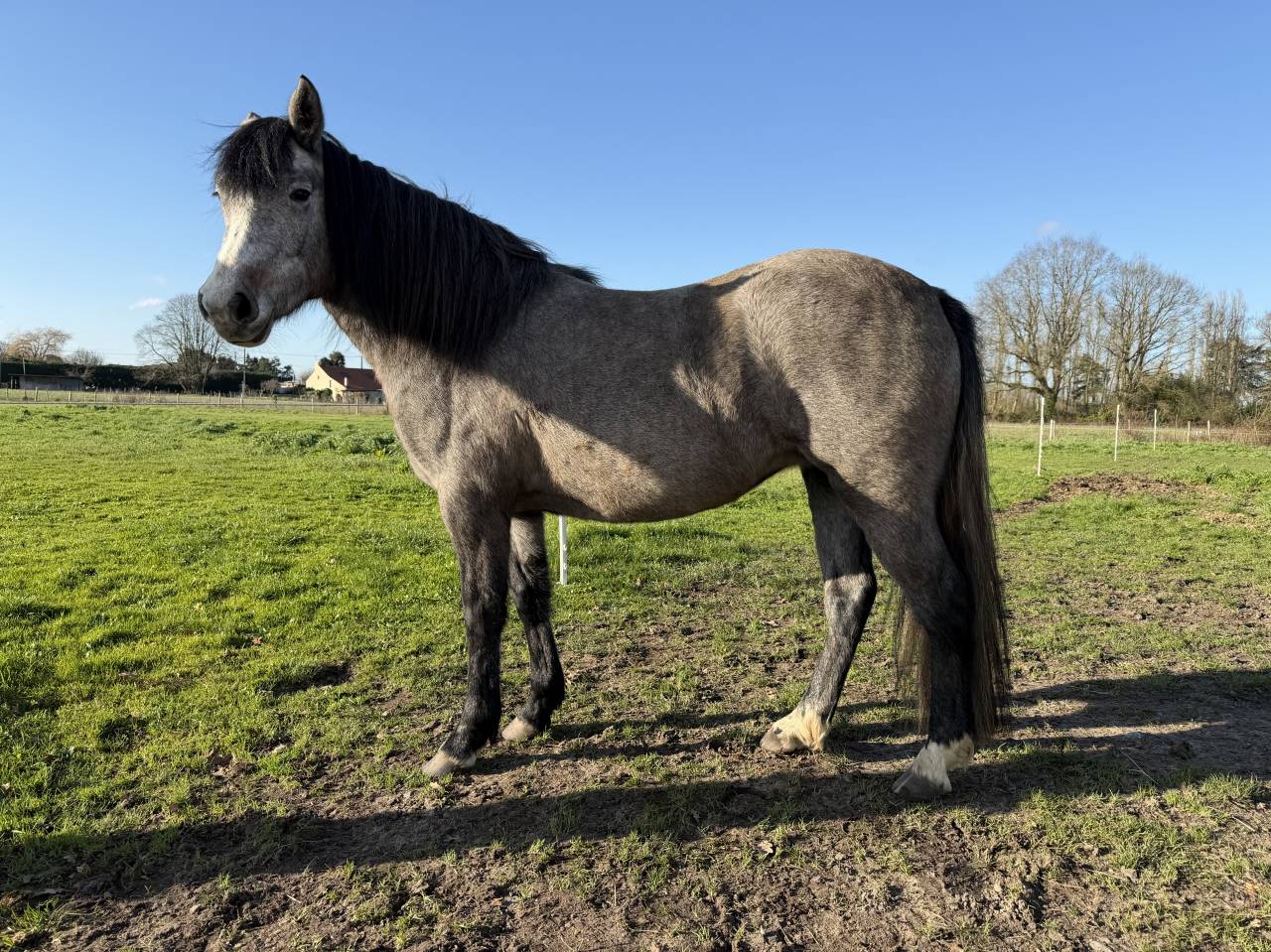 Filly New Forest For sale 2023 Bay