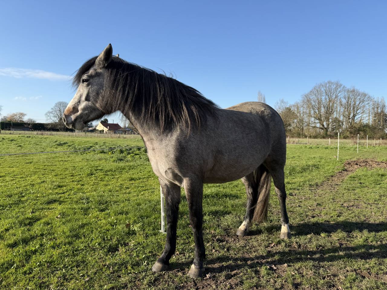 Filly New Forest For sale 2023 Bay