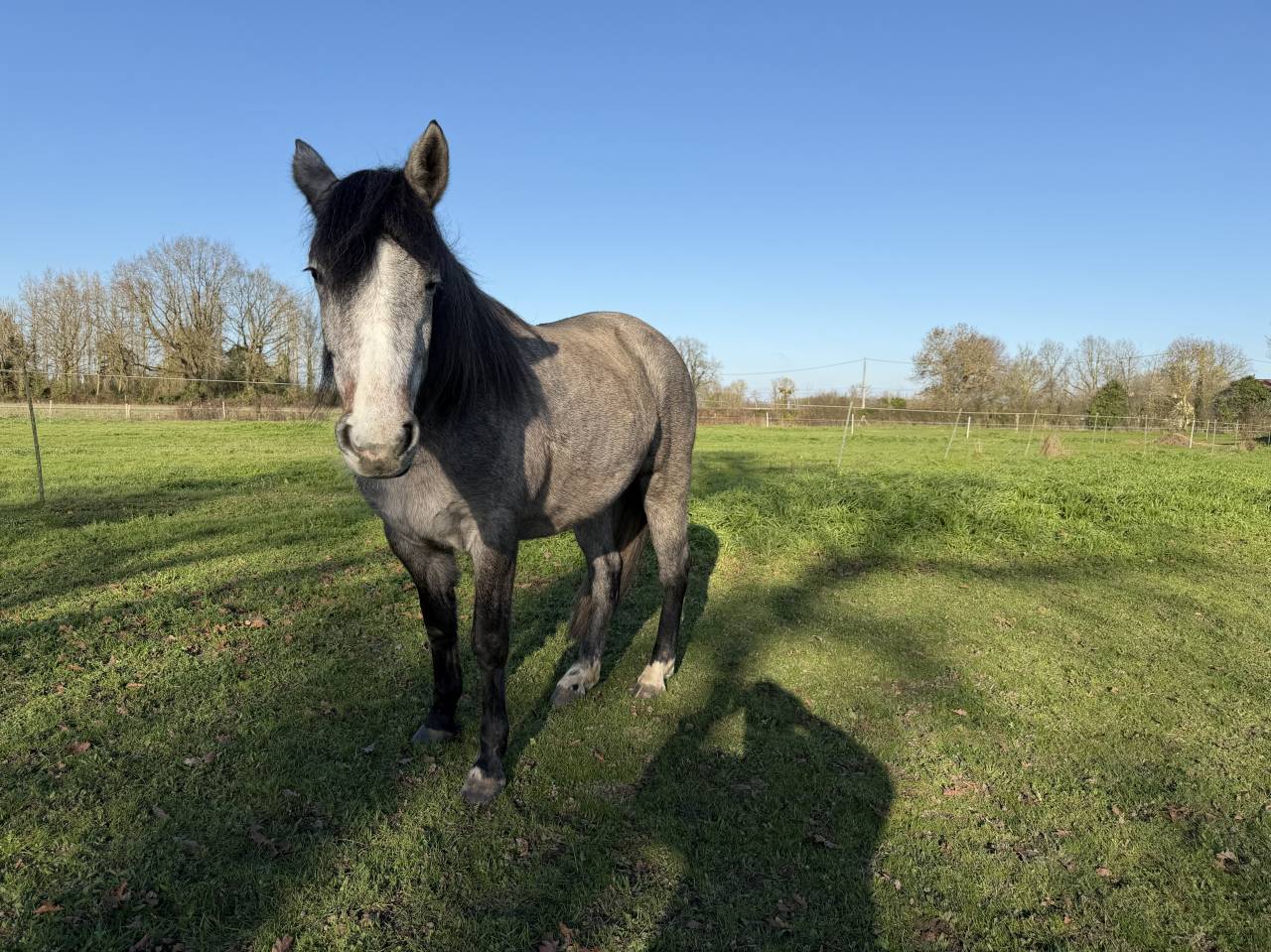 Filly New Forest For sale 2023 Bay