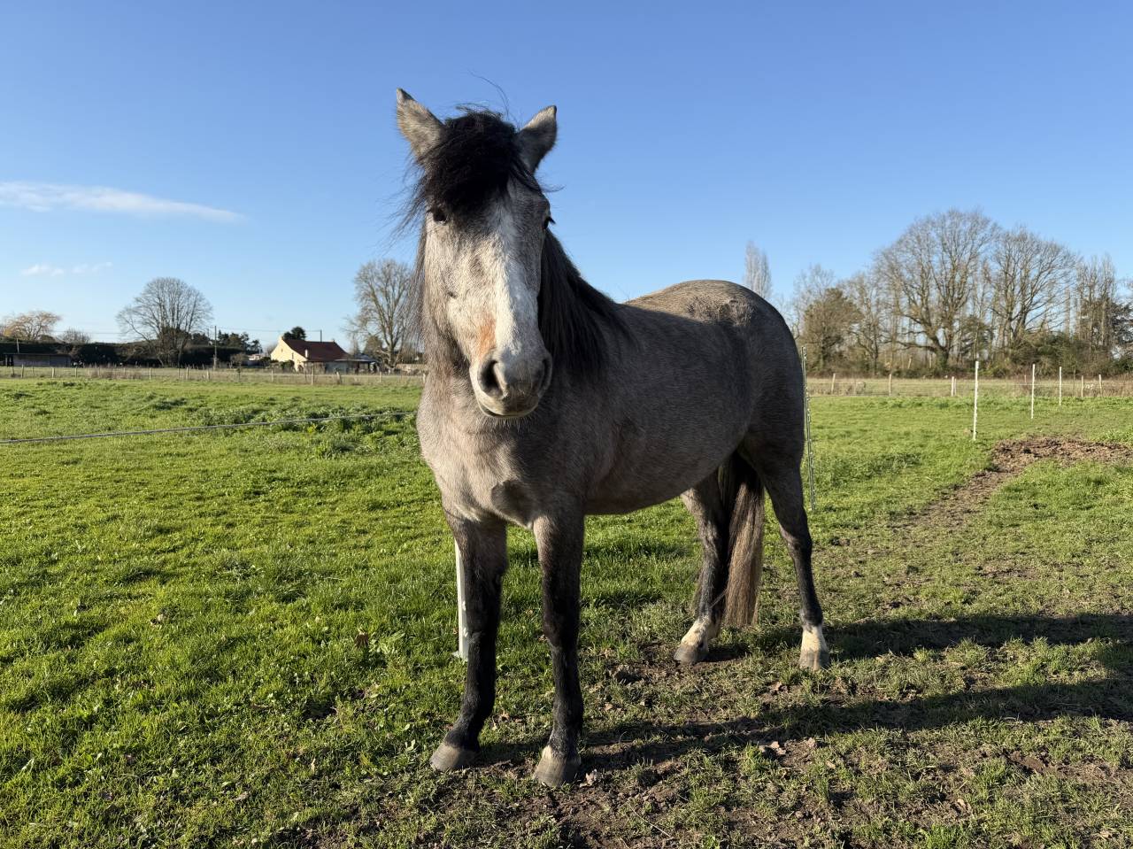 Filly New Forest For sale 2023 Bay