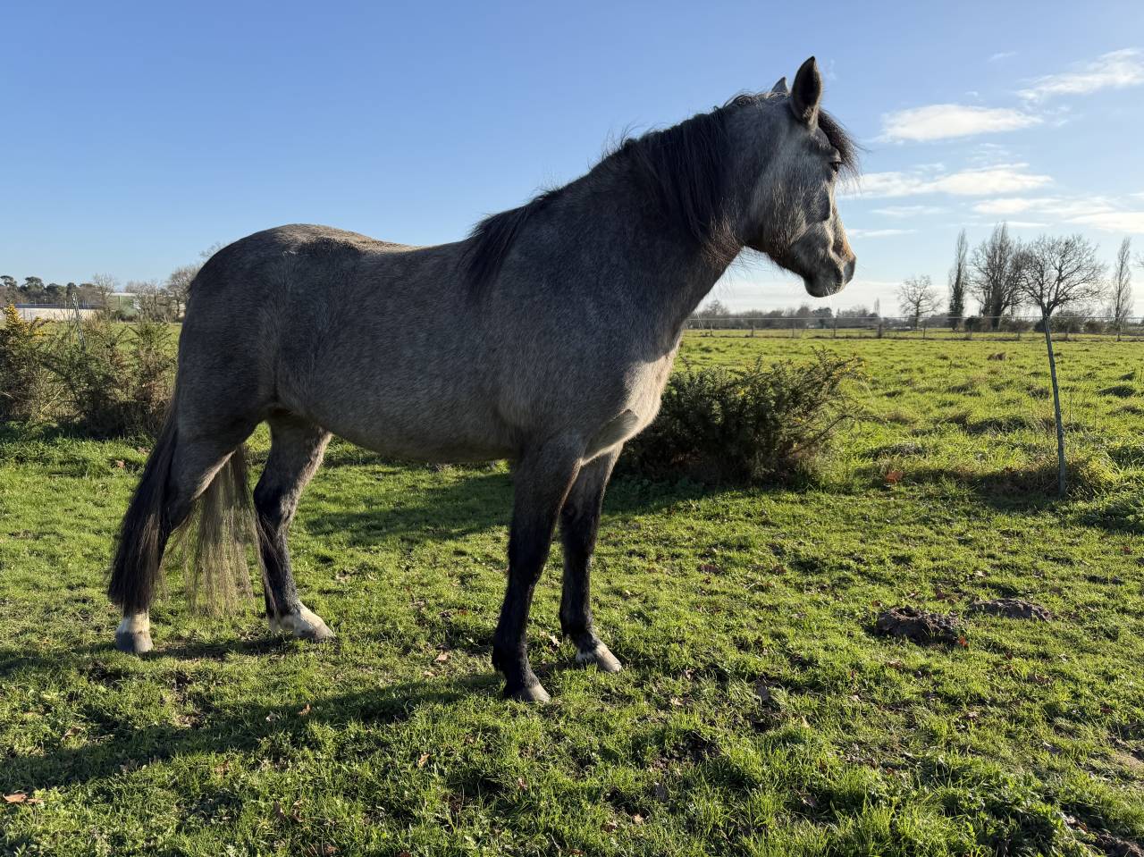 Filly New Forest For sale 2023 Bay