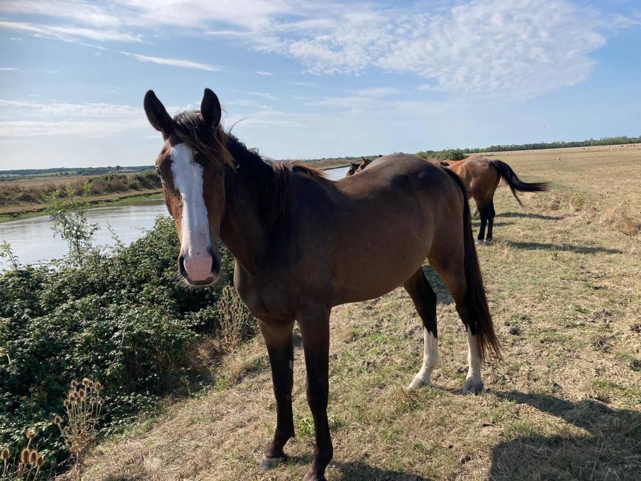 Gelding Selle Français For sale 2022 Other color