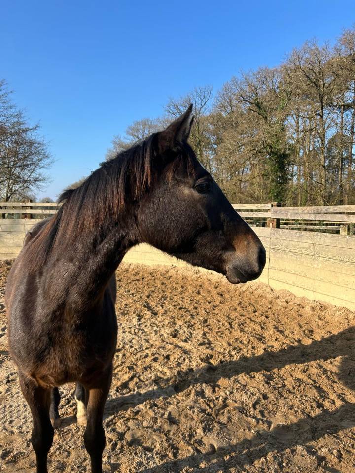 Gelding Zangersheide For sale 2022 Bay