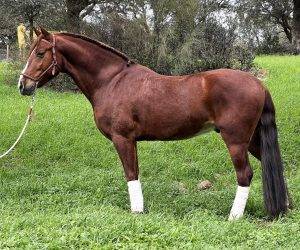 Gelding PRE Pure Spanish Bred For sale 2017 Chesnut