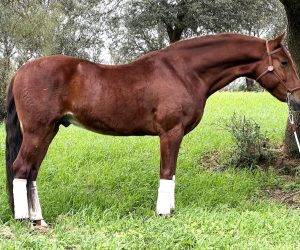 Gelding PRE Pure Spanish Bred For sale 2017 Chesnut