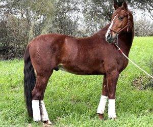 Gelding PRE Pure Spanish Bred For sale 2017 Chesnut