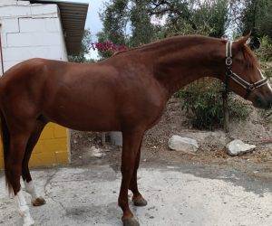Entire PRE Pure Spanish Bred For sale 2020 Chesnut