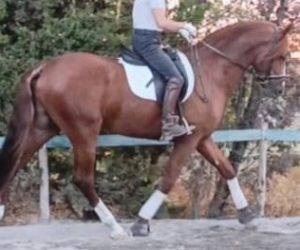 Entire PRE Pure Spanish Bred For sale 2020 Chesnut