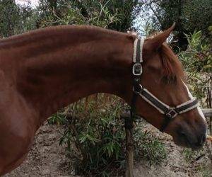 Entire PRE Pure Spanish Bred For sale 2020 Chesnut