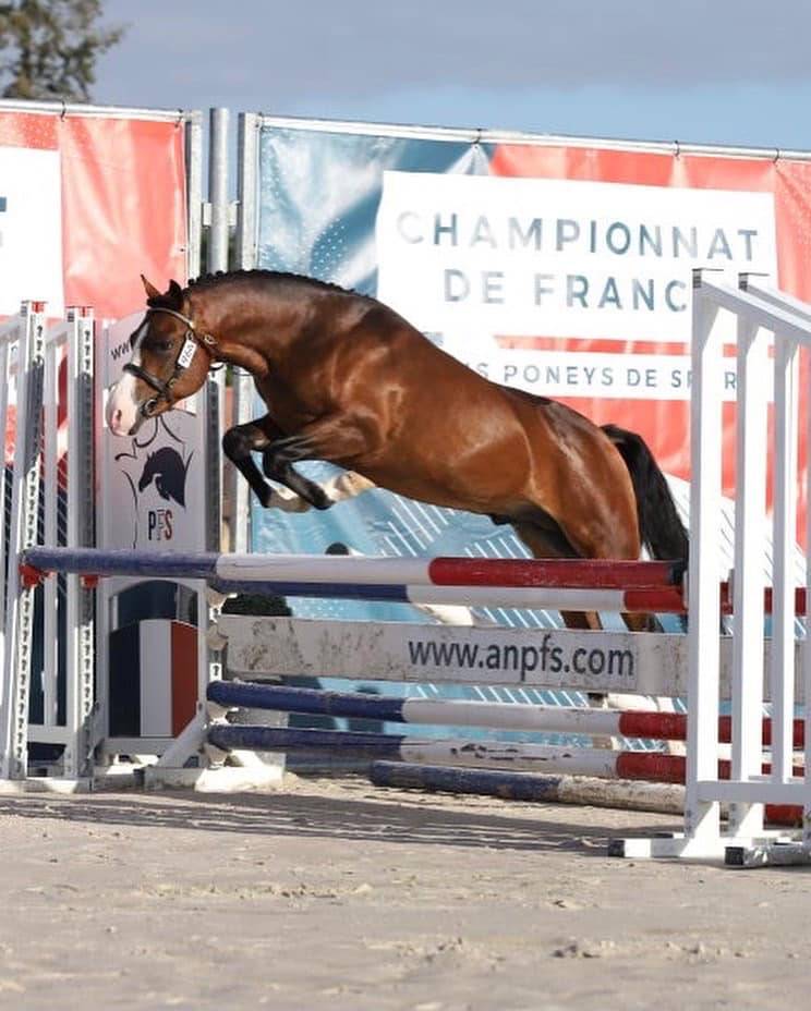 Koetsiershoeve Billy of Glory - New Forest 2019 by Comm's Forest Dille