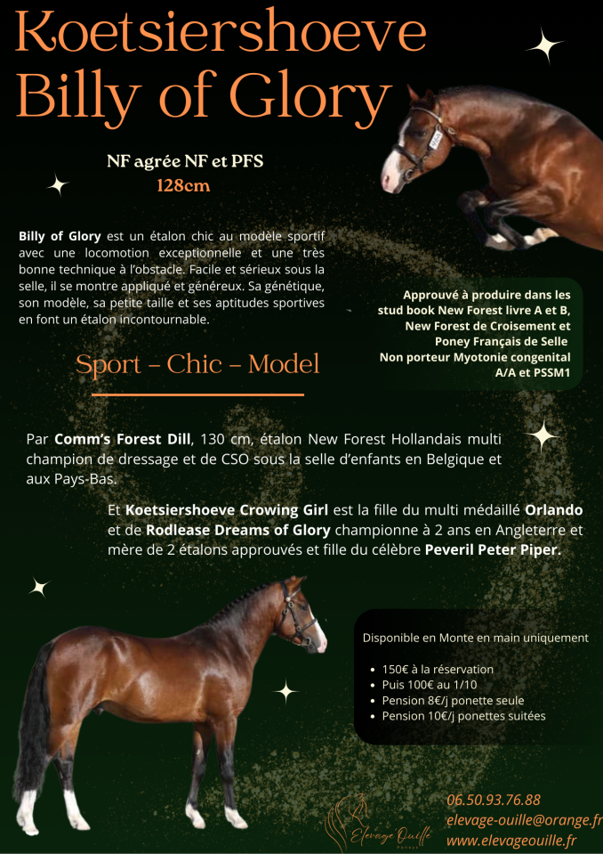 Koetsiershoeve Billy of Glory - New Forest 2019 by Comm's Forest Dille