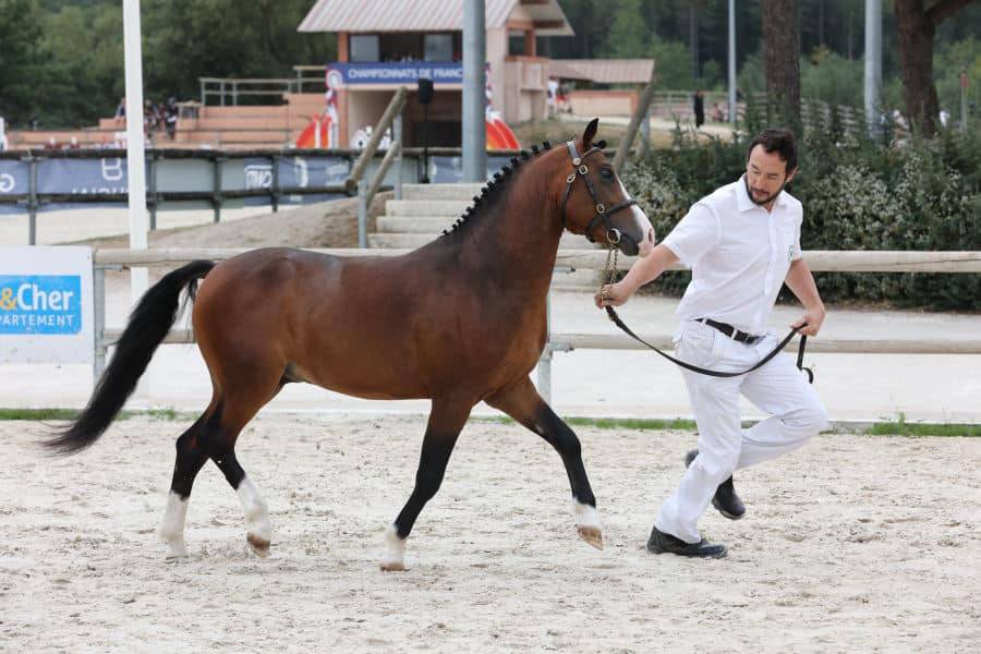 Koetsiershoeve Billy of Glory - New Forest 2019 by Comm's Forest Dille